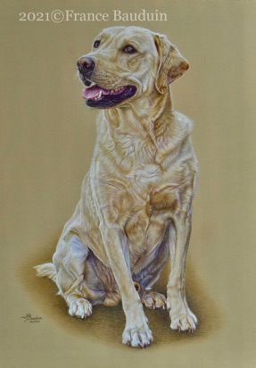 Cooper - 78 hours
Sand Pastelmat Board
27" x 19"
Ref: My own photo